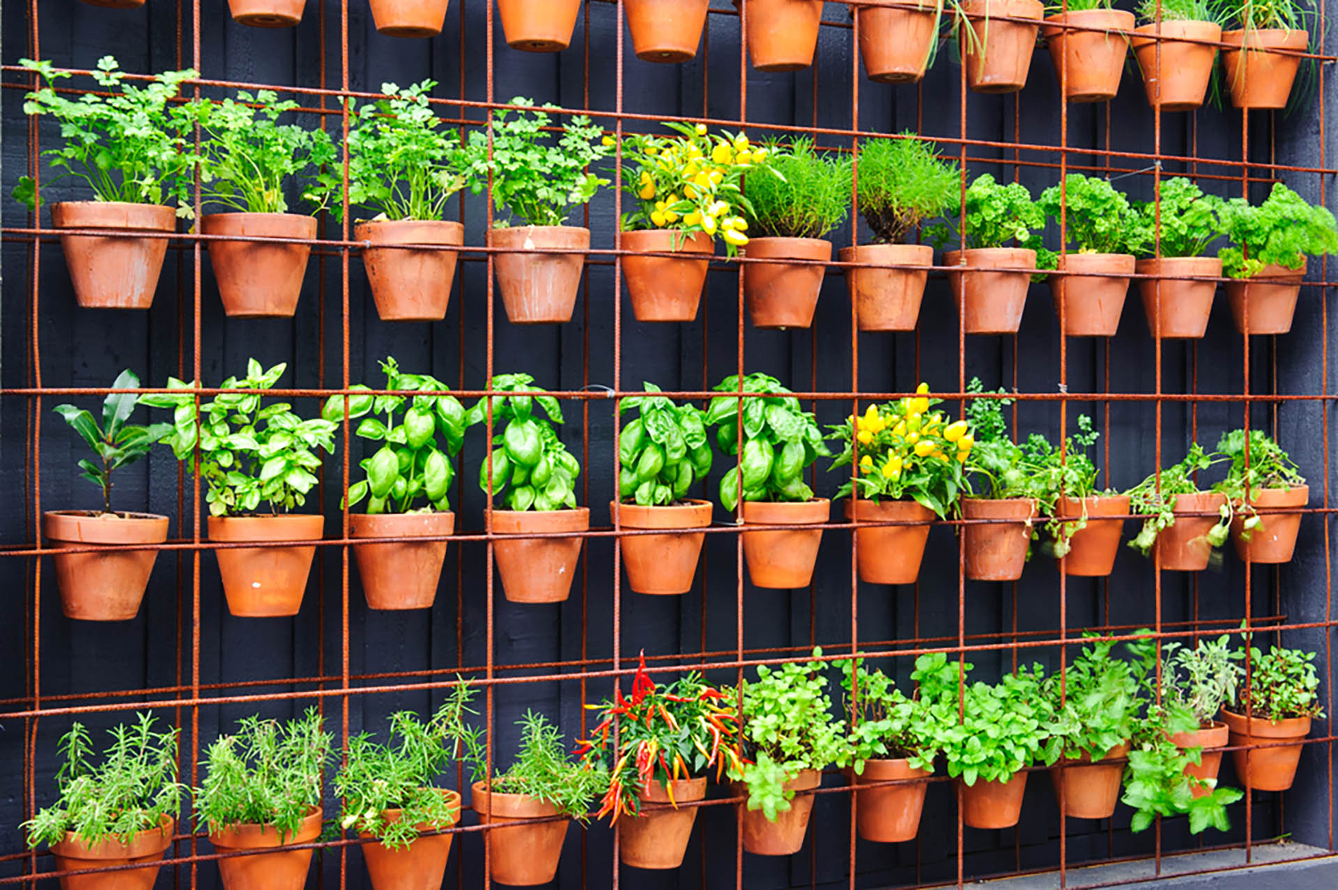 A Guide to Apartment Gardening for Retirees gardening herbs