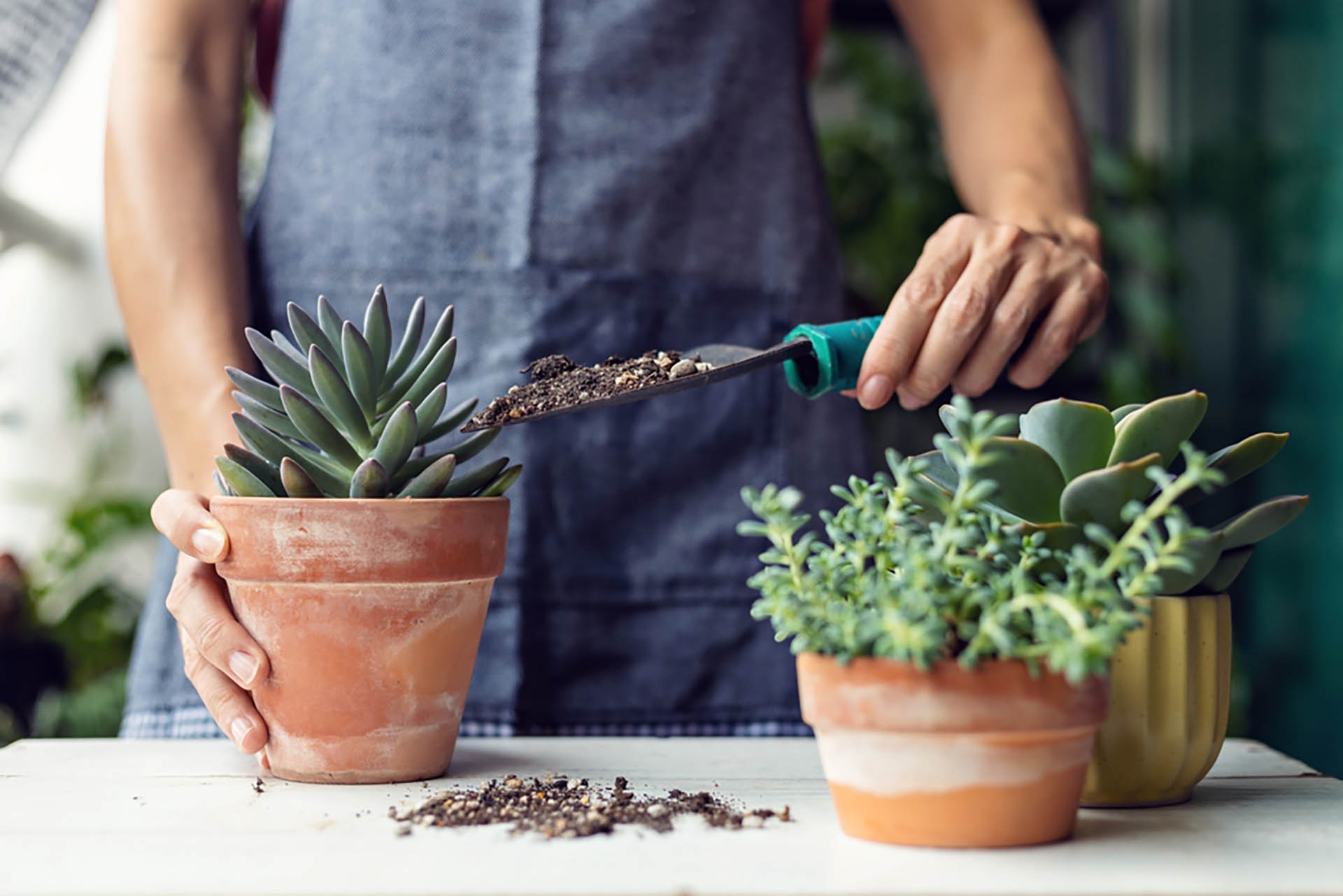 A Guide to Apartment Gardening for Retirees gardening succulent